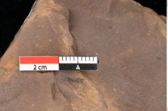 Foto (Detailsansicht) von Quercus palaeoilex Ettingshausen (NHMW-GEO-2024-0188-0812)